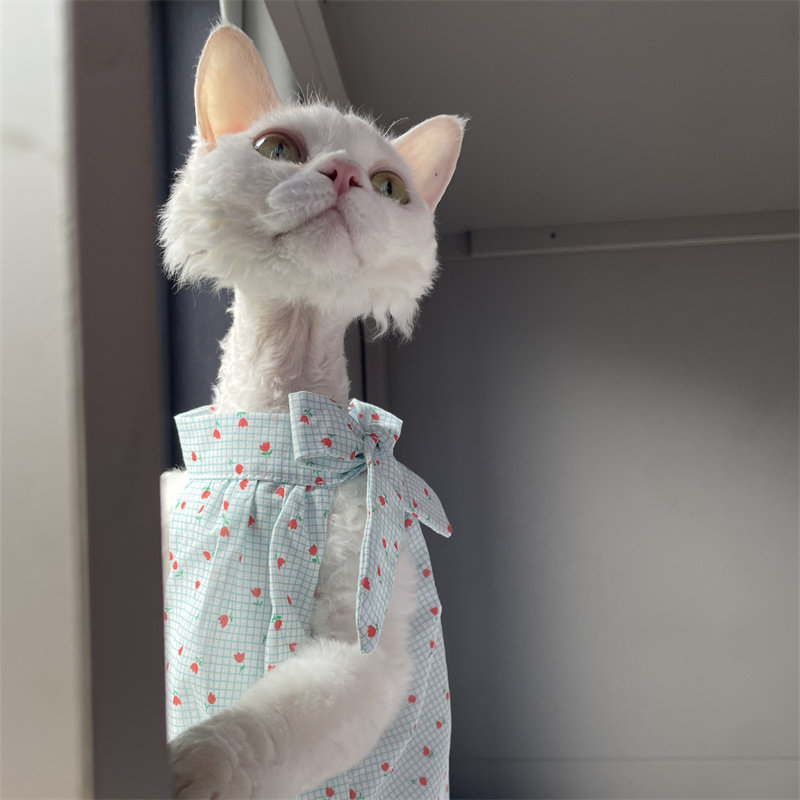 Cat Clothing in Summer Sweet L - Summer Light Clothing 리뷰 및 가격